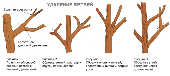 Основные правила обрезки деревьев