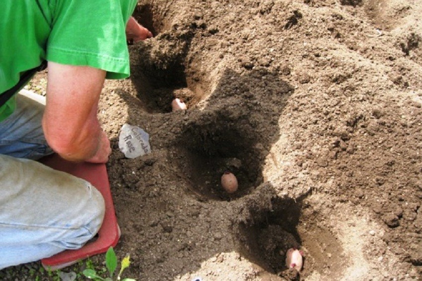 Посадка картофеля под лопату