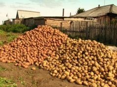 Выращивание и уборка картофеля