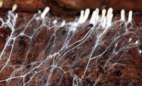 Впервые в мире живые грибы будут использованы в качестве строительного материала